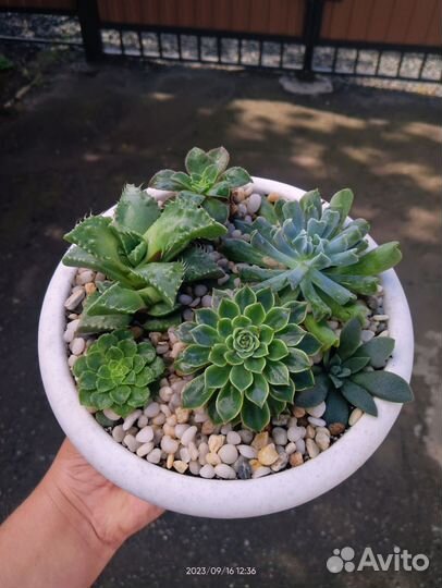 Суккуленты