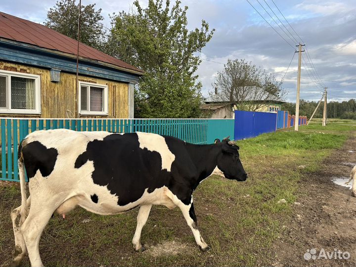 Корова дойная хорошая