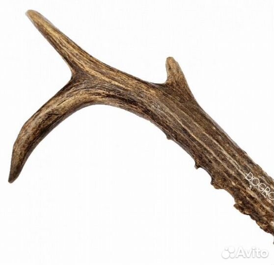 Продам рога лося