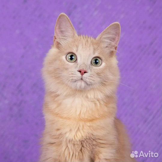 Кошечка Мия