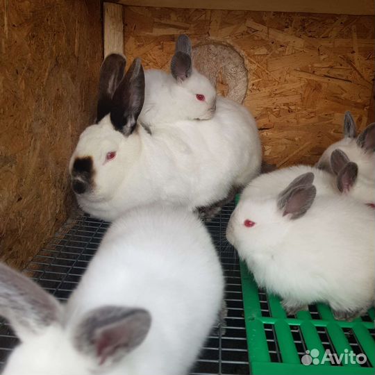 Навоз кроличий