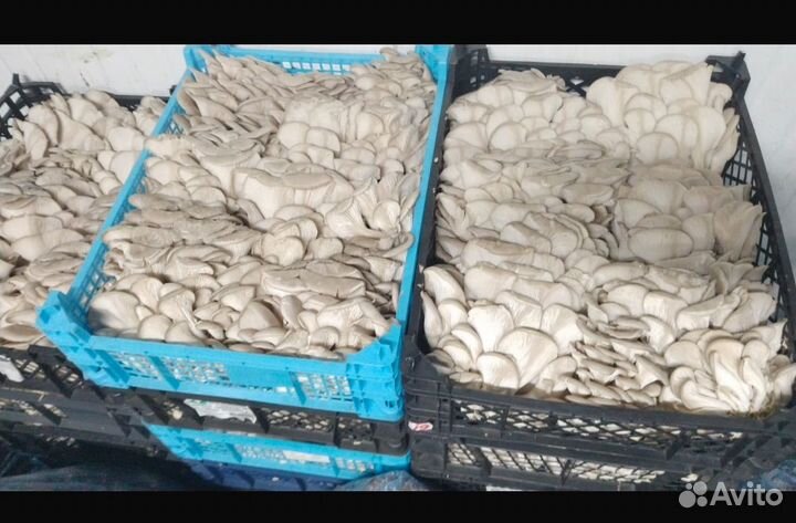 Грибы вешенка