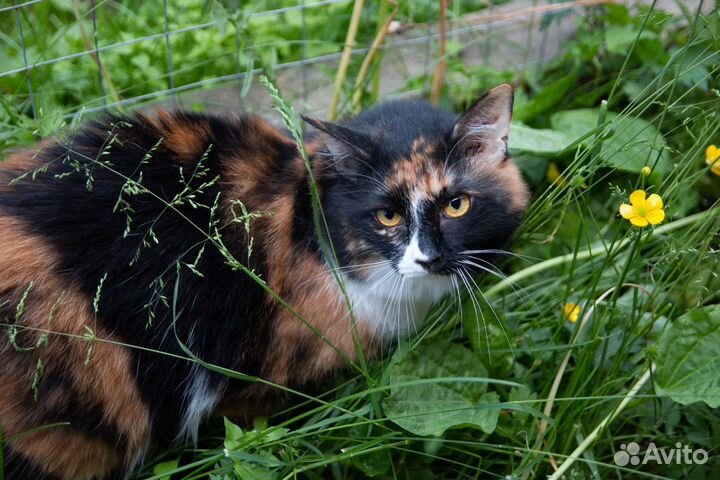 Даша в поисках дома