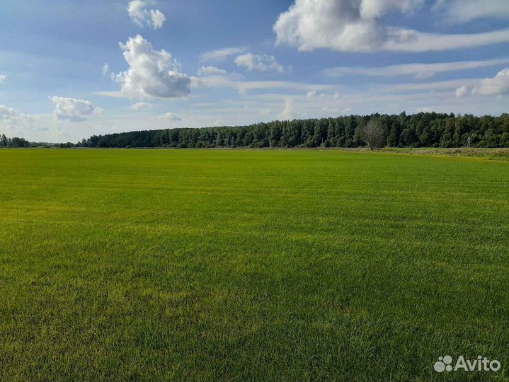 Рулонный газон от производителя