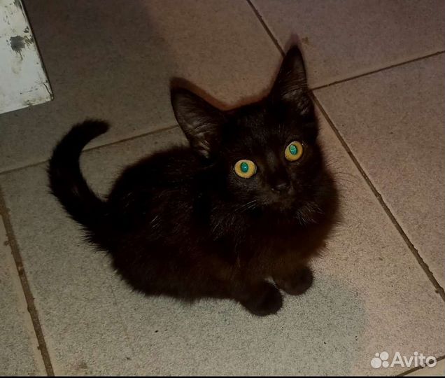 Спасите котенка
