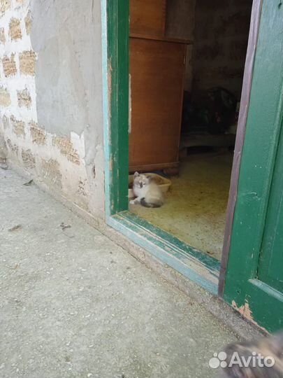 Кошки бесплатно