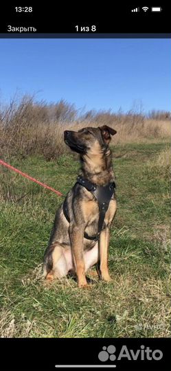 Собака в добрые руки отдам бесплатно