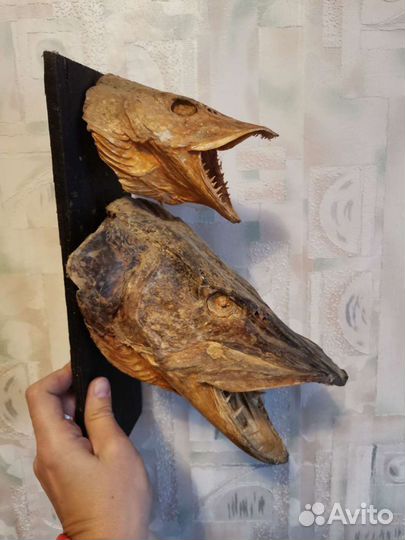 Чучело рыбы