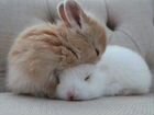 Много кроликов карликовых mini