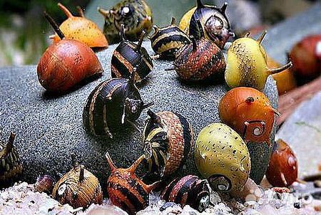 Улитки: неретина, рогатая, тигр, ампулярия, хелена