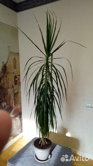 Пальма драцена маджента