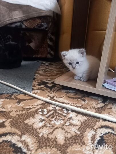 Котята в добрые руки даром бесплатно