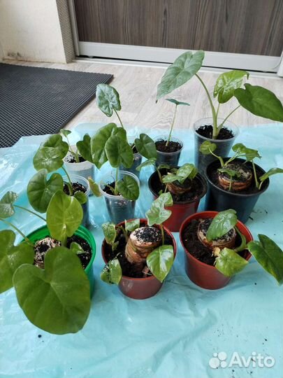 Алоказия Арма