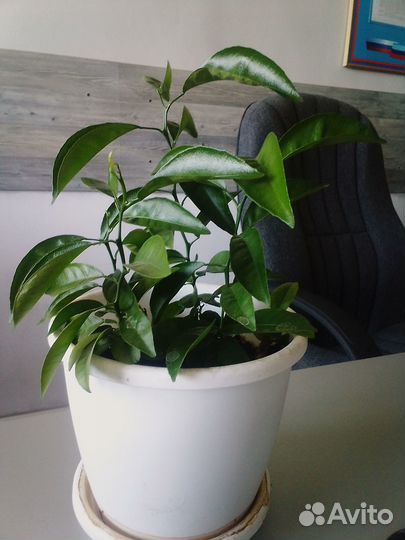 Мандариновый куст