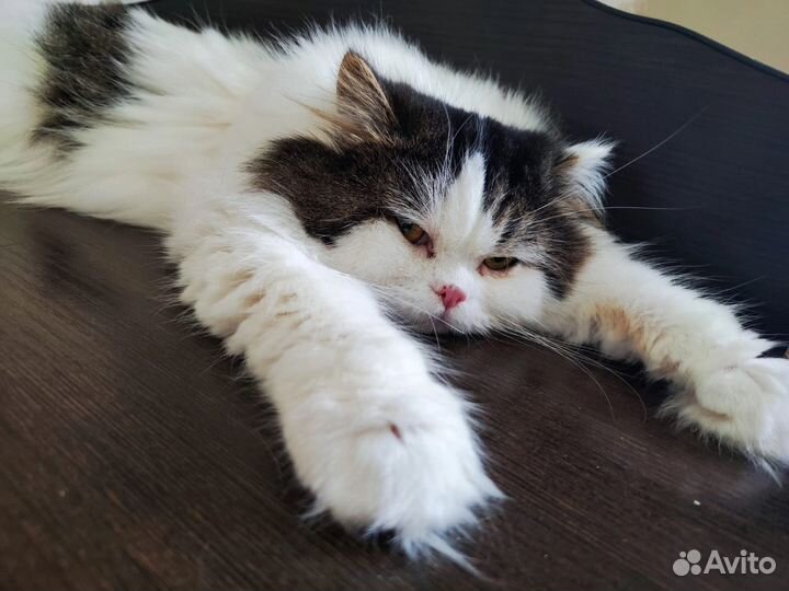 Котики бесплатно в добрые руки