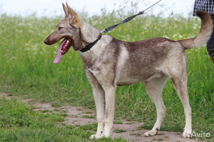 Приютская собачка