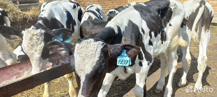 Телята бычки