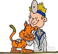 Стерилизация кошек на дому