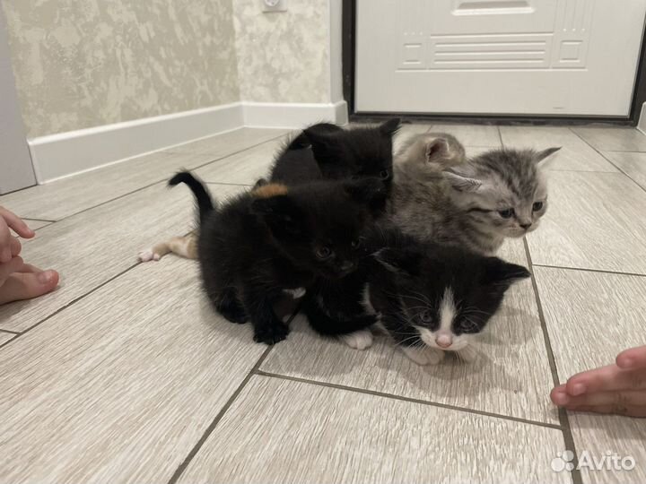 Кошки в добрые руки бесплатно