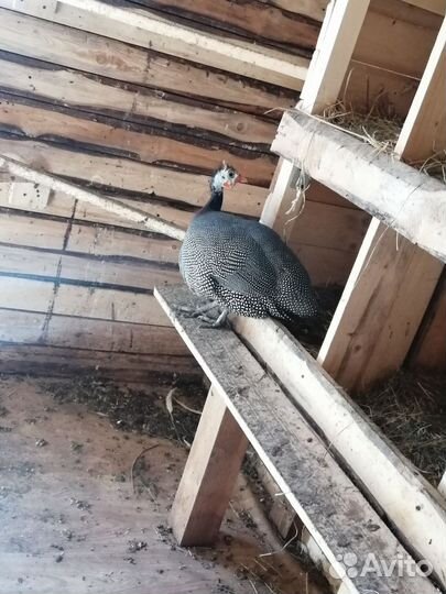 Петух, курицы, цесарка