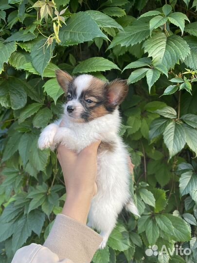 Континентальный той спаниель папийон щенки