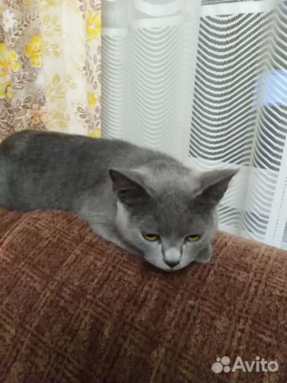 Кошечка Дымка