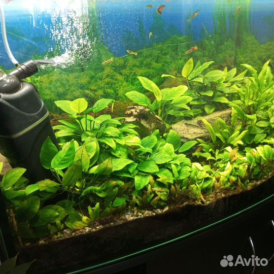Аквариум с растениями и рыбами 260 литров