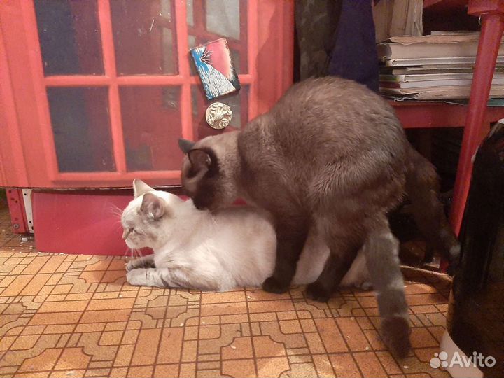 Очаровательный тайский кот Бози Жених Вязка Привит