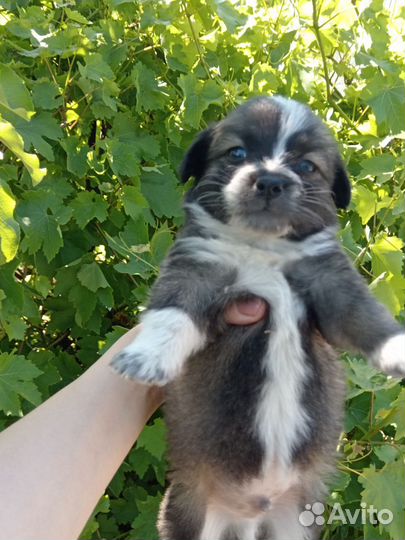 Собака в добрые руки отдам бесплатно