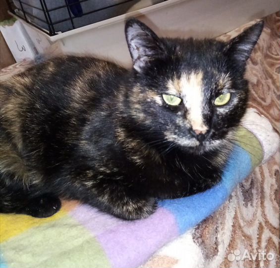 Черепаховая кошка Черри