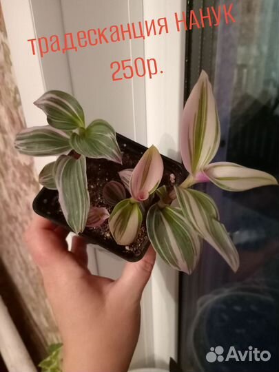 Комнатные растения