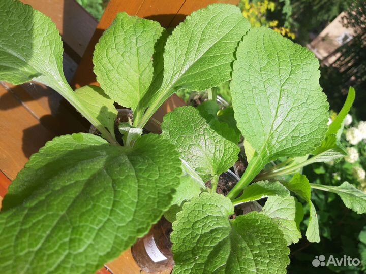 Наперстянка,рассада