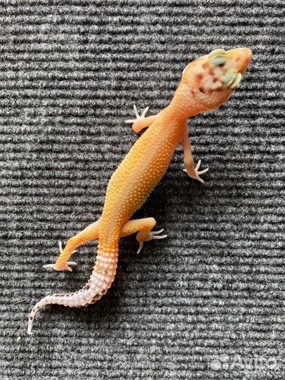 Геккон эублефар