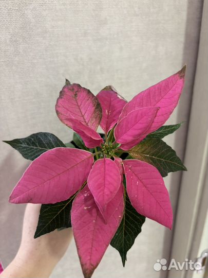 Пуансеттия