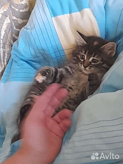 Сибирская кошка