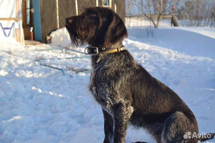 Собака для вязки