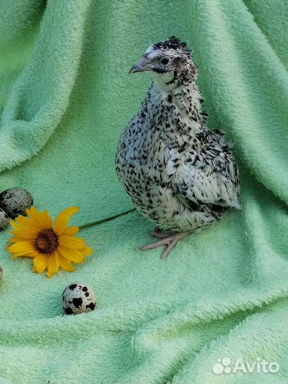 Перепела инкубационное яйцо