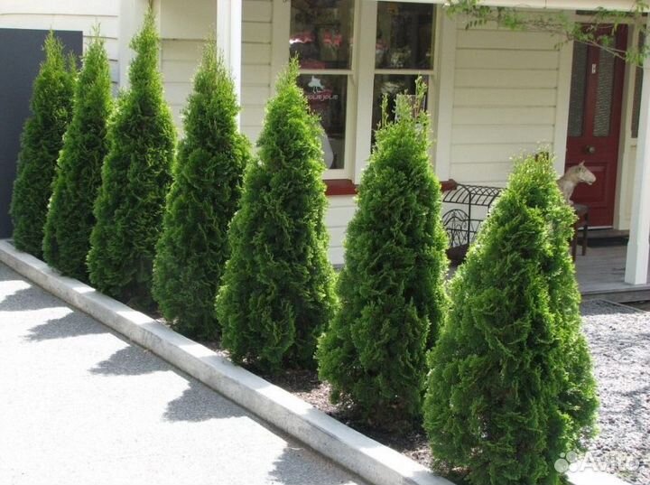 Смарагд,Колумна,Брабан в ассортименте