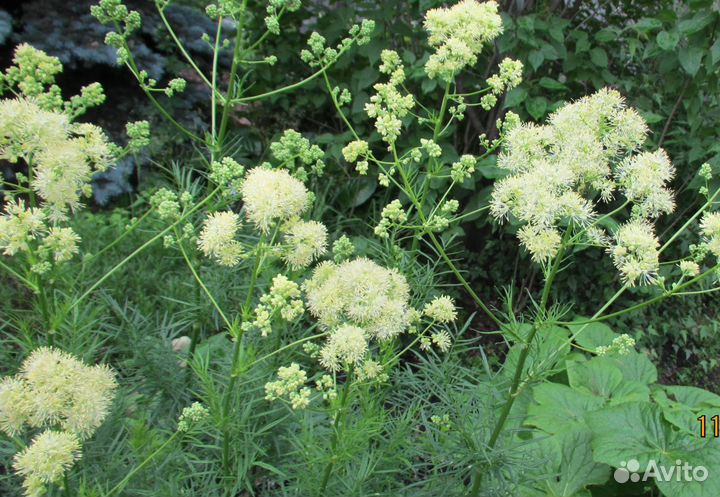 Василистник блестящий(желтый),сорт True Blue