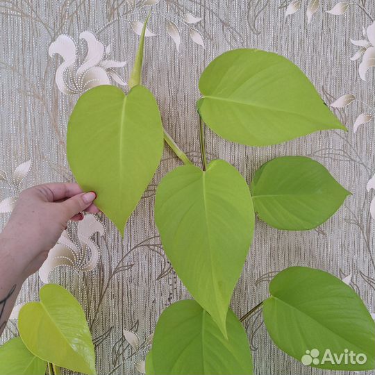 Сциндапсус Неон