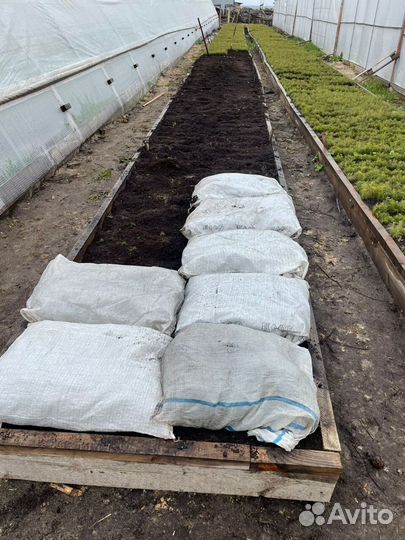 Сеянцы сосны зкс