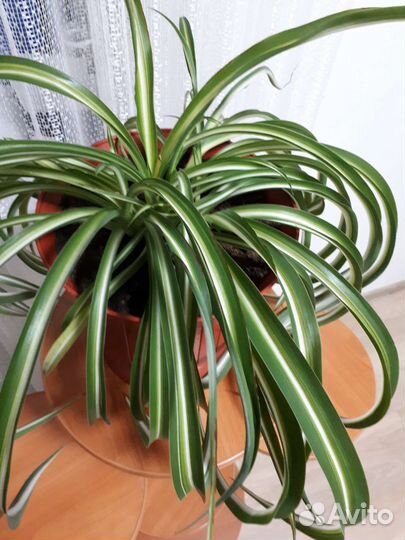 Хлорофитум кудрявый