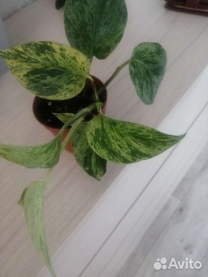 Эпипремнум