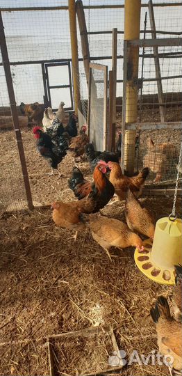 Куры несушки и Петухи домашние