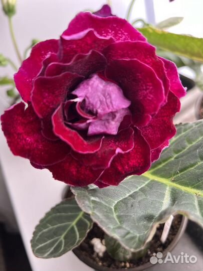 Глоксиния,фикус