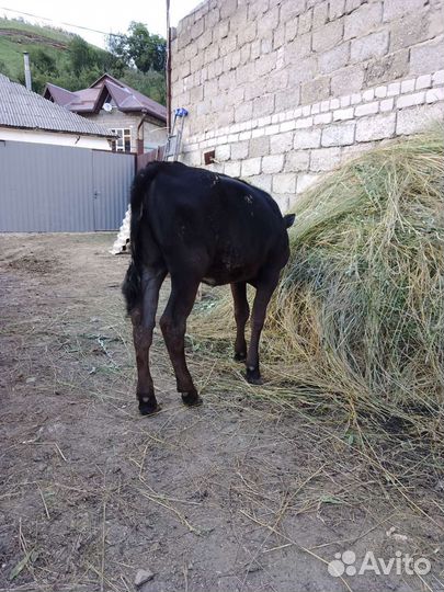 Телочка7месяев
