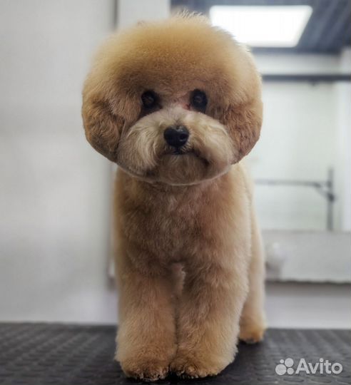 Груминг собак и кошек