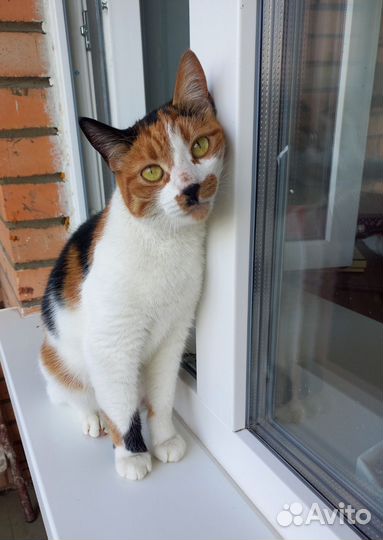 Очаровательная кошка-ласкуша ищет любящую семью