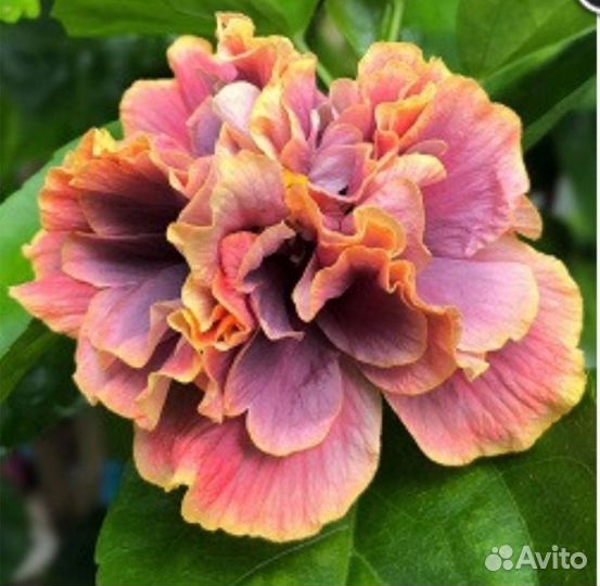 Formoza black pearl сортовой гибискус