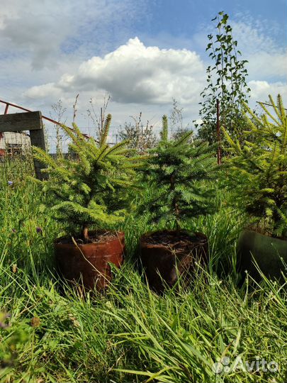 Ель зелёная обыкновенная